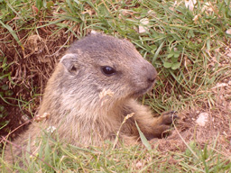 Marmotta del Fanes in Val Badia